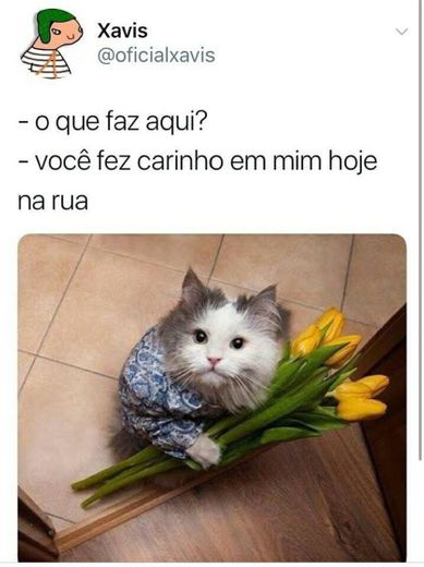 Gatinhos 