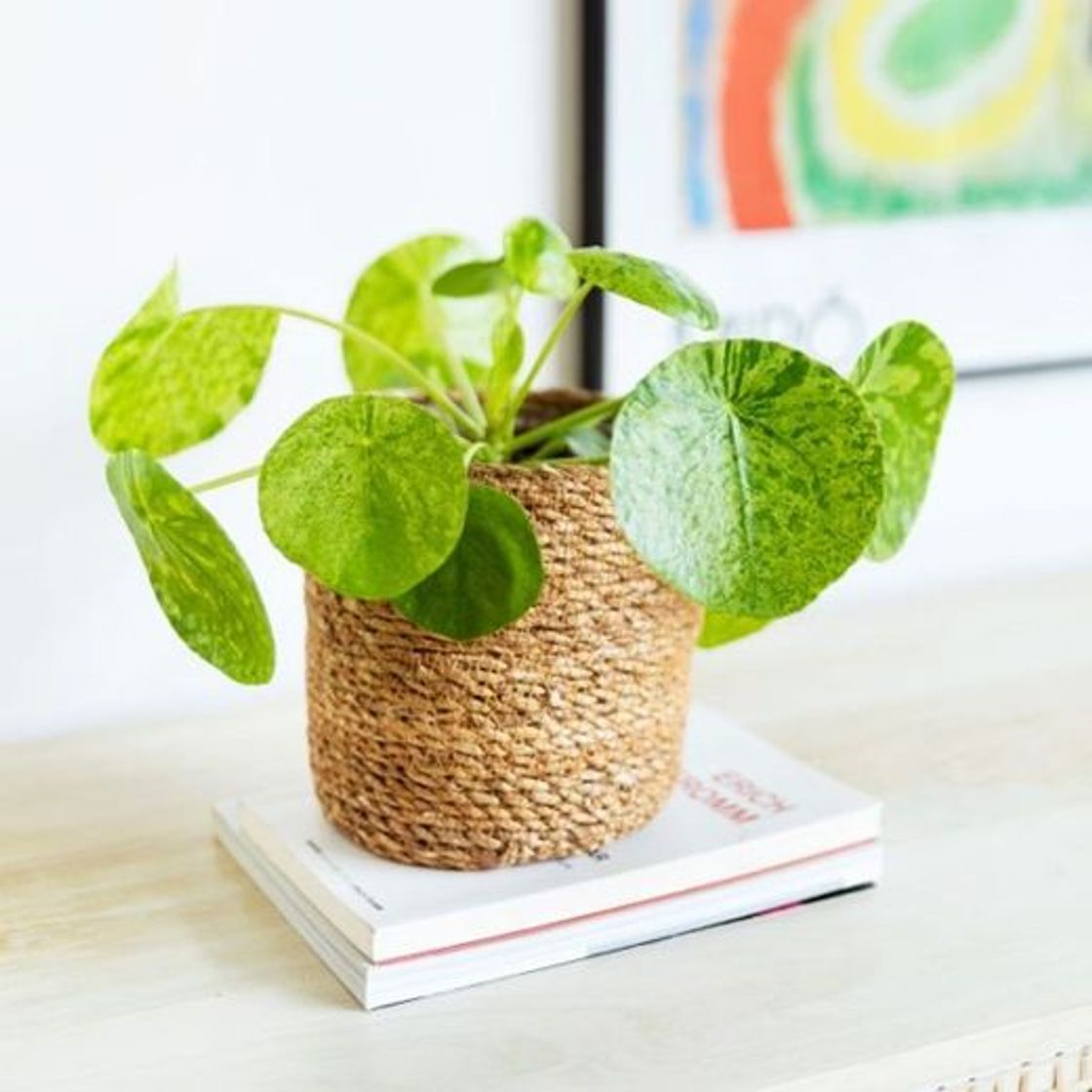 Products PILEA MOJITO