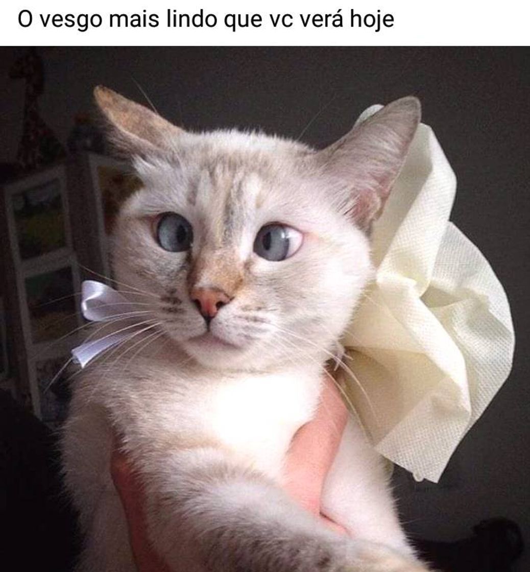 Fashion Lindeza 🐈