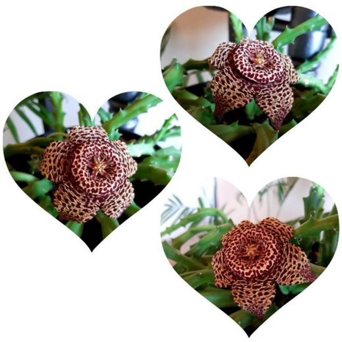 Social Flor de cacto