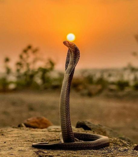 O Paraíso das Cobras Peçonhentas de Israel - YouTube
