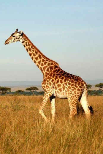 Girafa - A Gigante Africana - YouTube