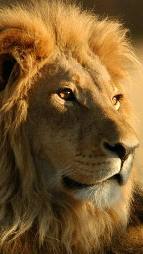 Documentário: Fraternidade Dos Leões - HD Dublado - YouTube