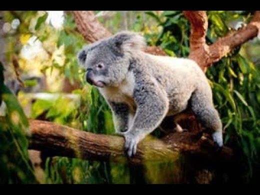 La vita segreta dei koala - La terra dei Koala - YouTube