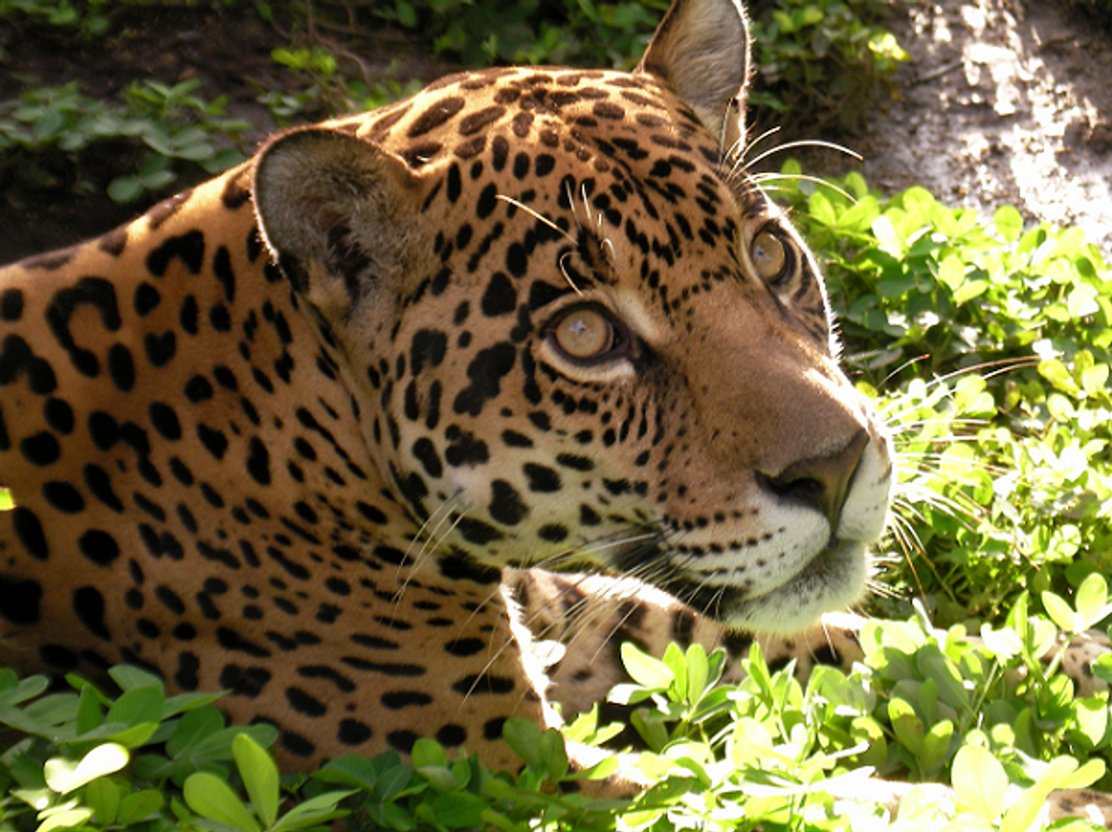 Restaurantes zoorefugio tarqui