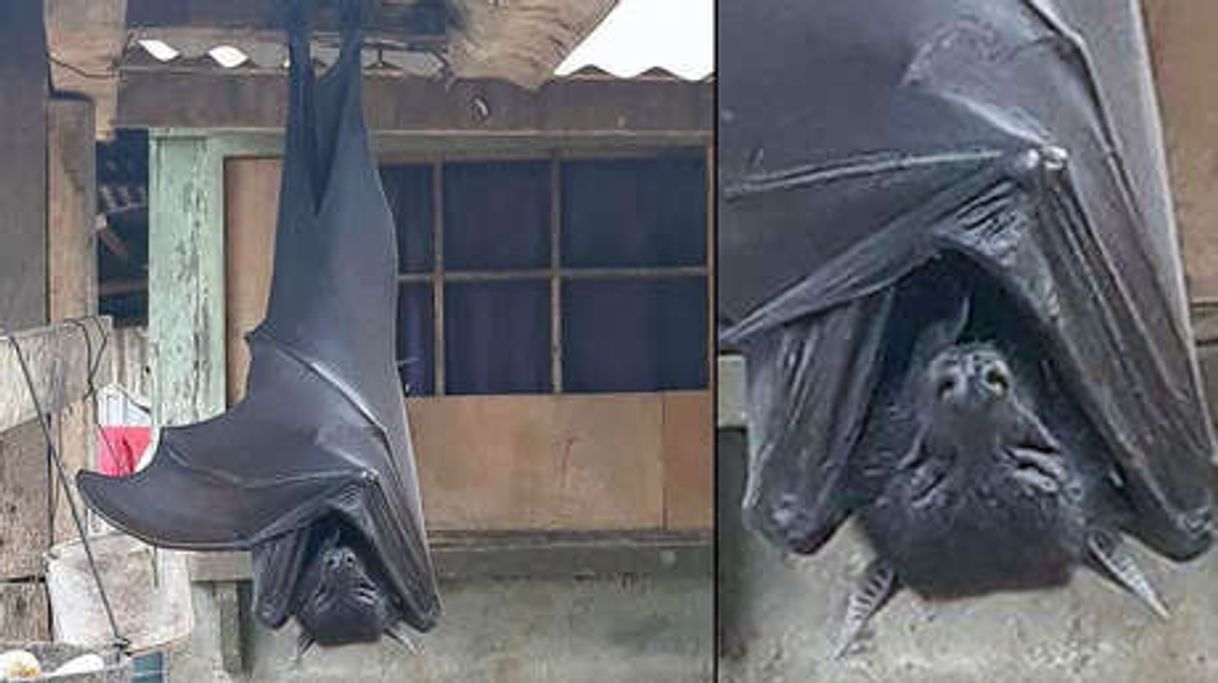 Social Murciélago en tamaño humano filipinas