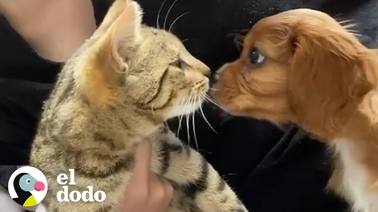 Social Gato adopta a su nuevo hermanito canino y lo llena de amor😍