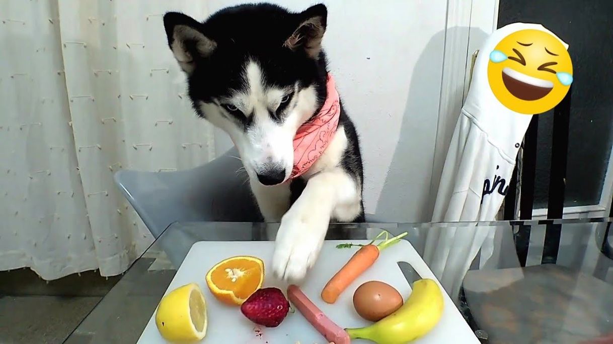 Social Reacciones graciosas de husky al tastar alimentos🐶