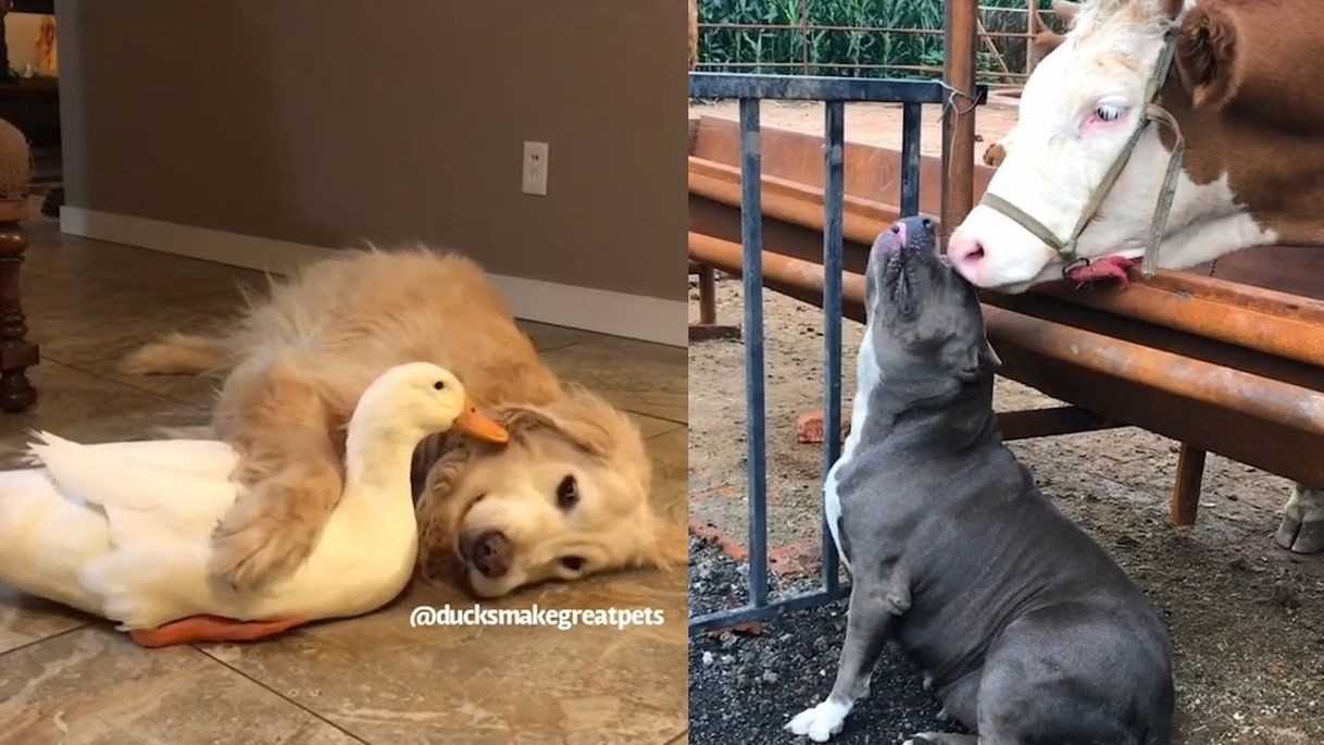 Social This Is Why Dogs Are The Most Amazing Creatures 