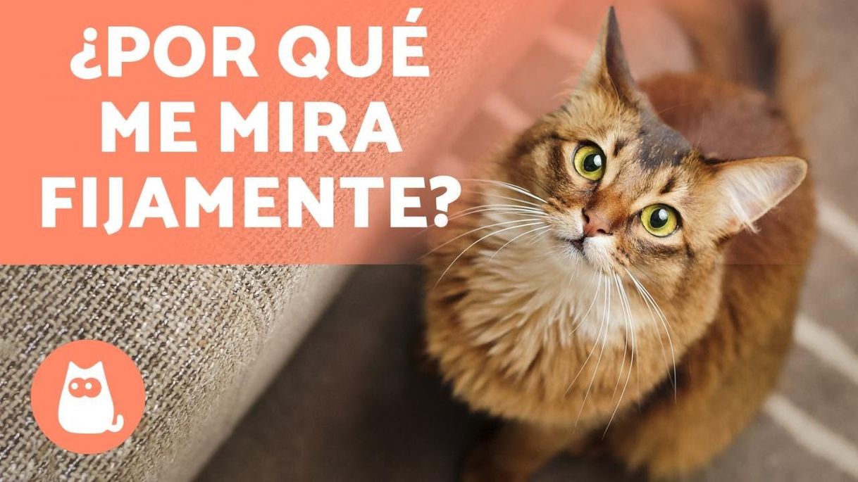 Social ¿Por qué los GATOS miran FIJAMENTE a los OJOS? 5 RAZONES ...