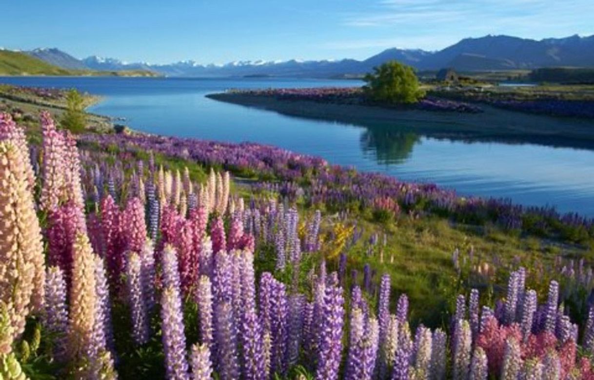 Lugar Lago Tékapo