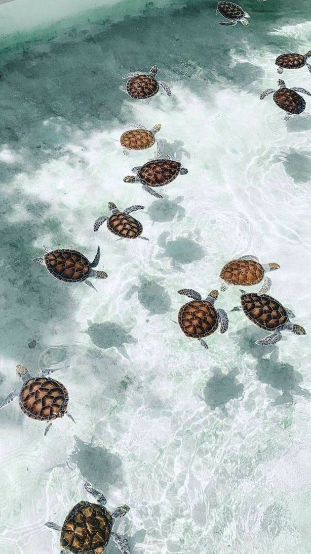 Social 🐢
