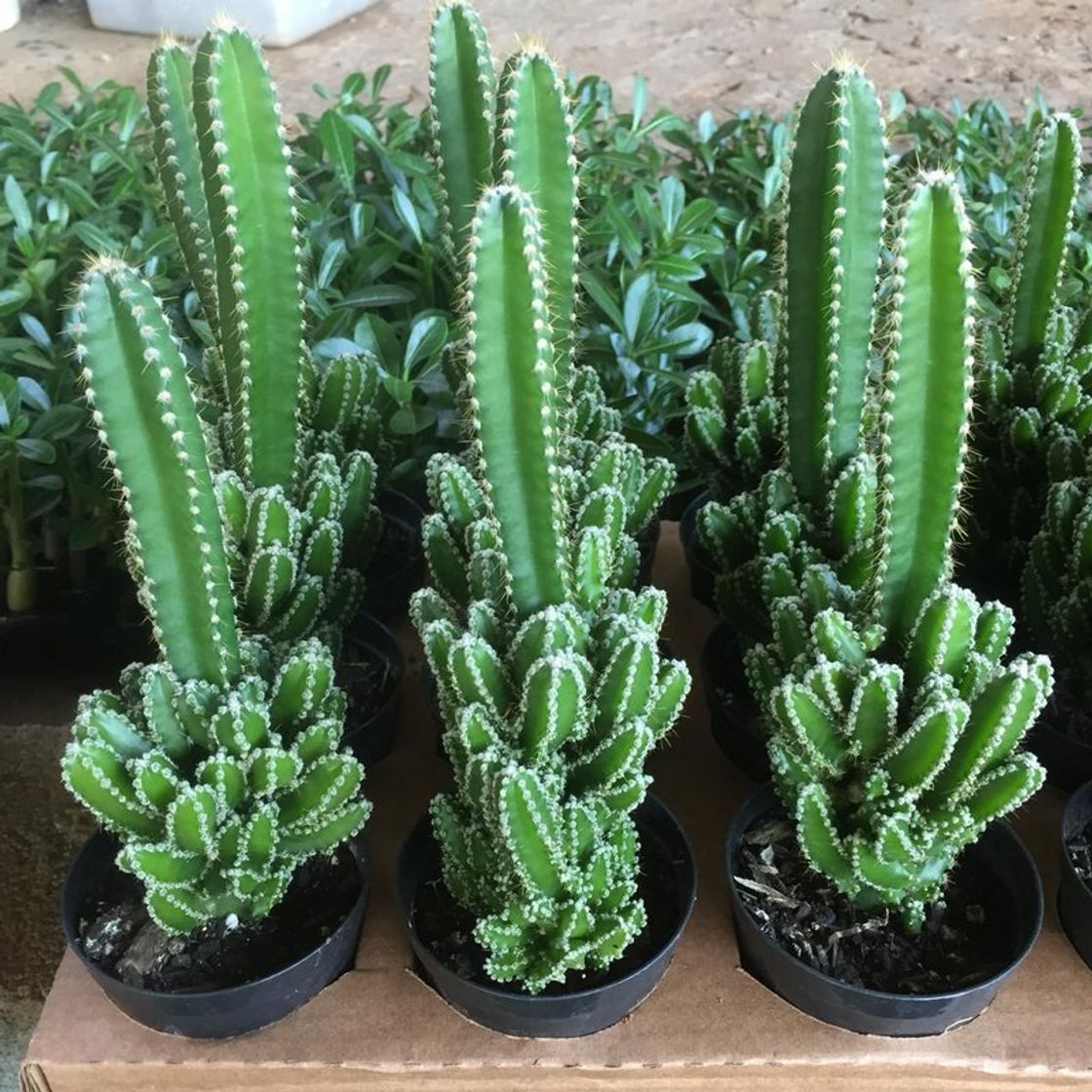 Social Cactos