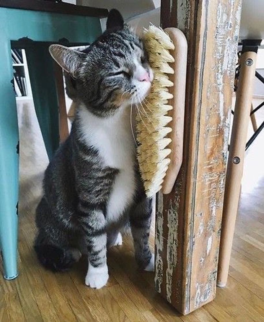 Para gatos 🐈 