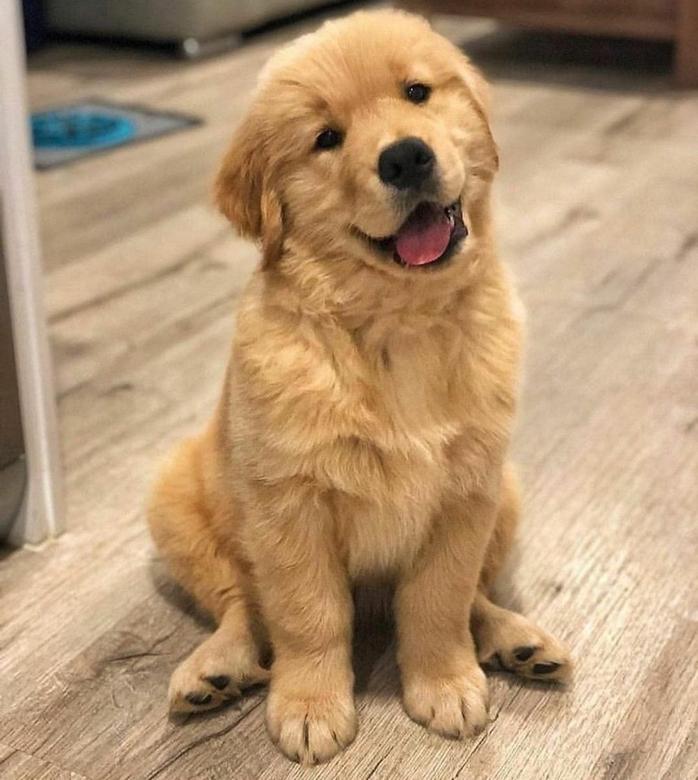 Moda Filhote de golden retriever 🥺