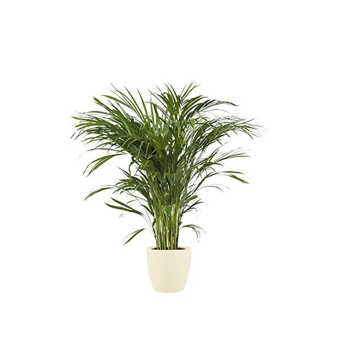 Producto Planta de interior de Botanicly – Palma Areca en maceta crema como