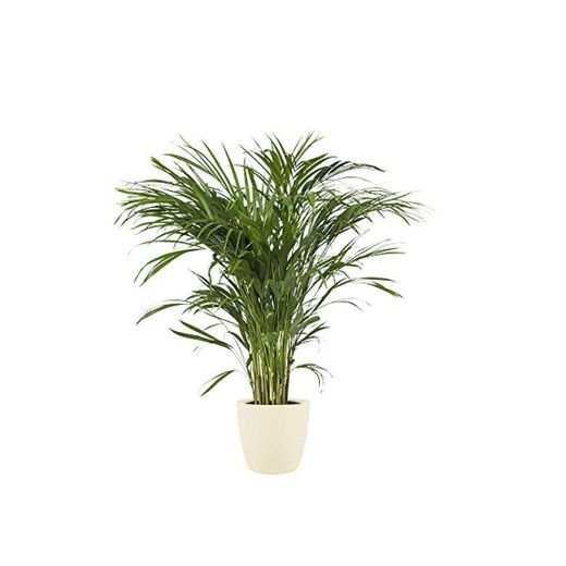 Planta de interior de Botanicly – Palma Areca en maceta crema como
