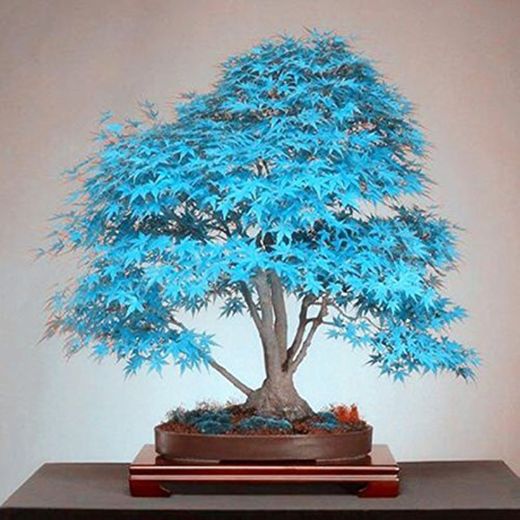 Cuir Dor - 25pcs de arce japonés azul árbol,