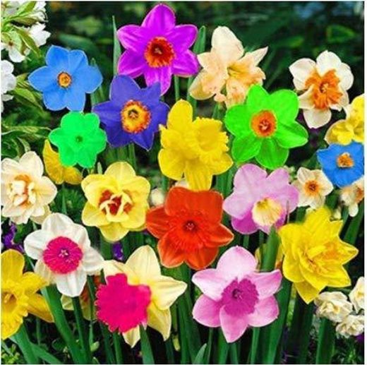 TOMASA Seedhouse- 100 semillas de narcisos raros semillas de flores multicolores perennes