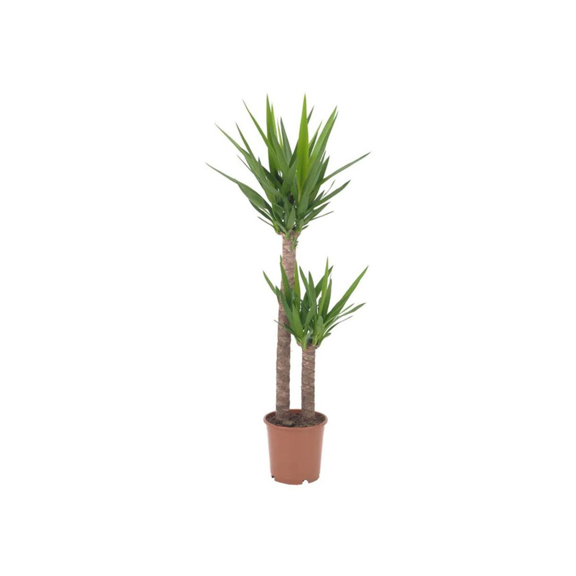 Producto YUCCA ELEPHANTIPES 24cm