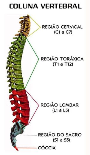 Coluna vertebral 