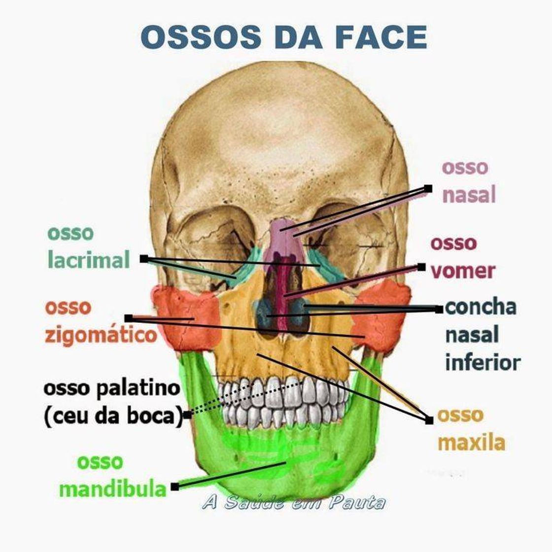 Moda Ossos da face 