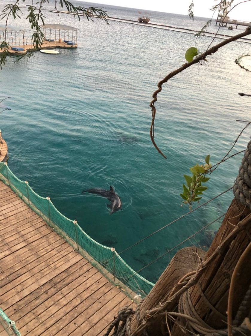 Lugar Dolphin Reef