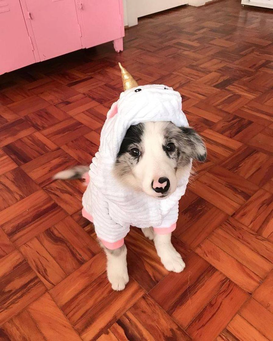 Fashion Doguinho