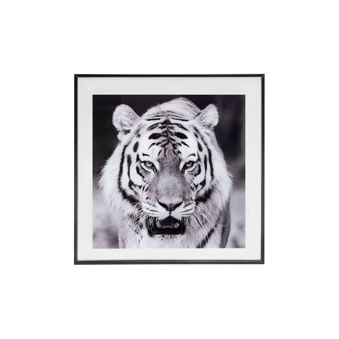 Cuadro Tigre Blanco y Negro 50x50cm