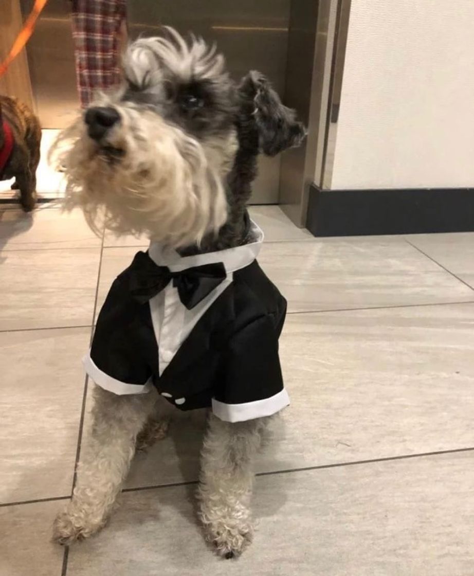 Fashion Smoking tuxedo elegante mascota perro gato gala sacó moño