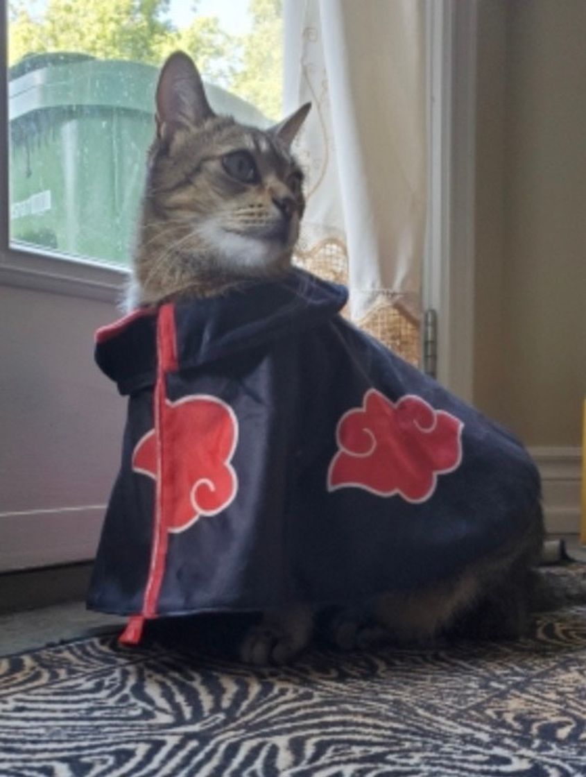 Social Japanese Anime Naruto Akatsuki Nagato Yahiko Uchiha Itachi Pet ...