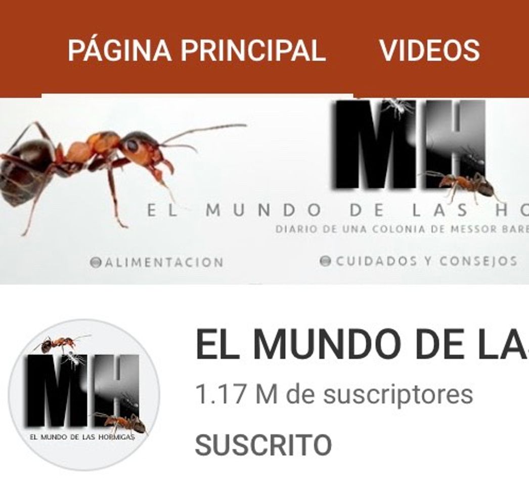 Fashion EL MUNDO DE LAS HORMIGAS - YouTube