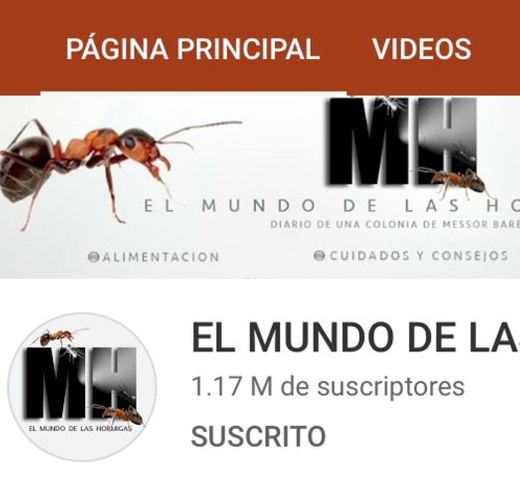 EL MUNDO DE LAS HORMIGAS - YouTube