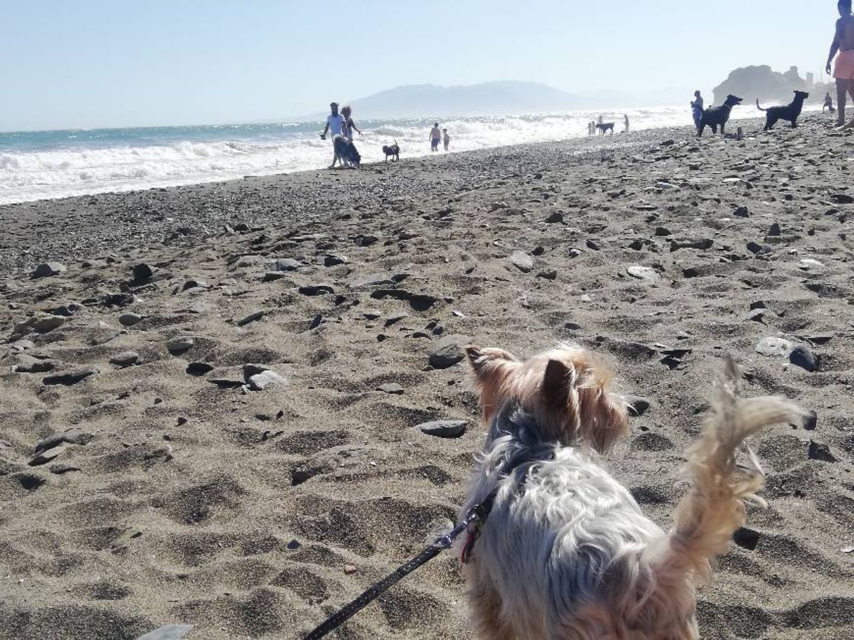 Place Playa Para Perros Totalan