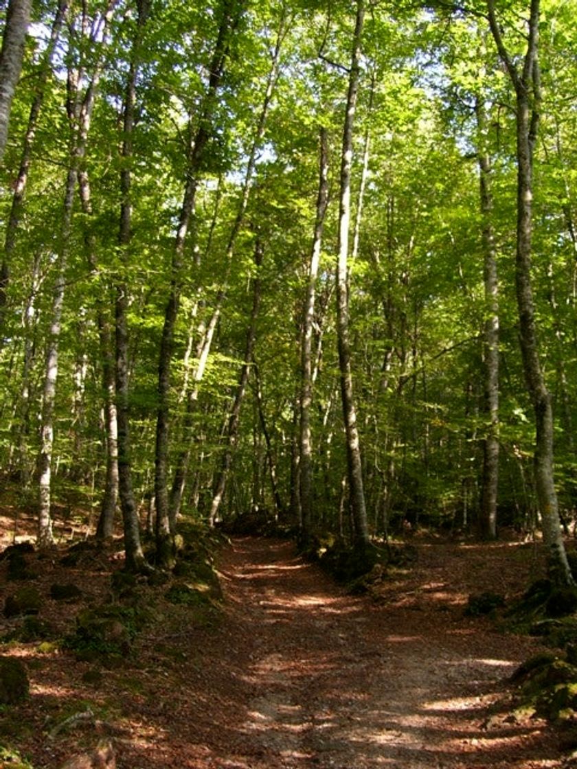 Lugar Fageda d'en Jordà