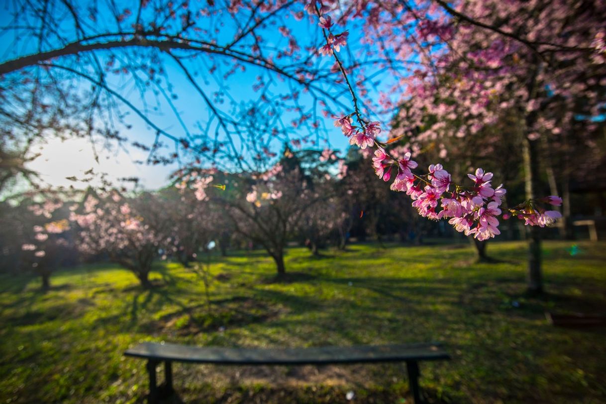 Lugar Parque Do Carmo