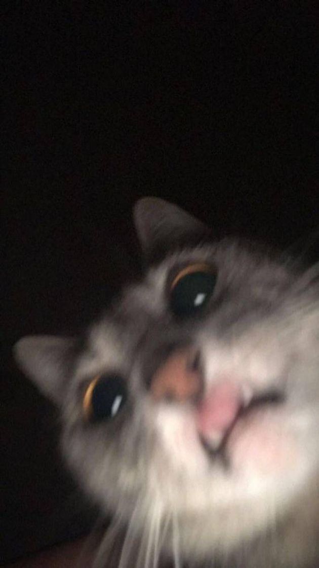 Social 🐈