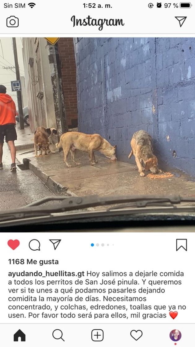 Moda Ayuda a los perros de la calle 