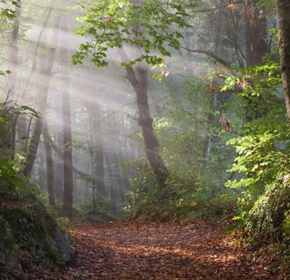 Lugar Fageda d'en Jordà