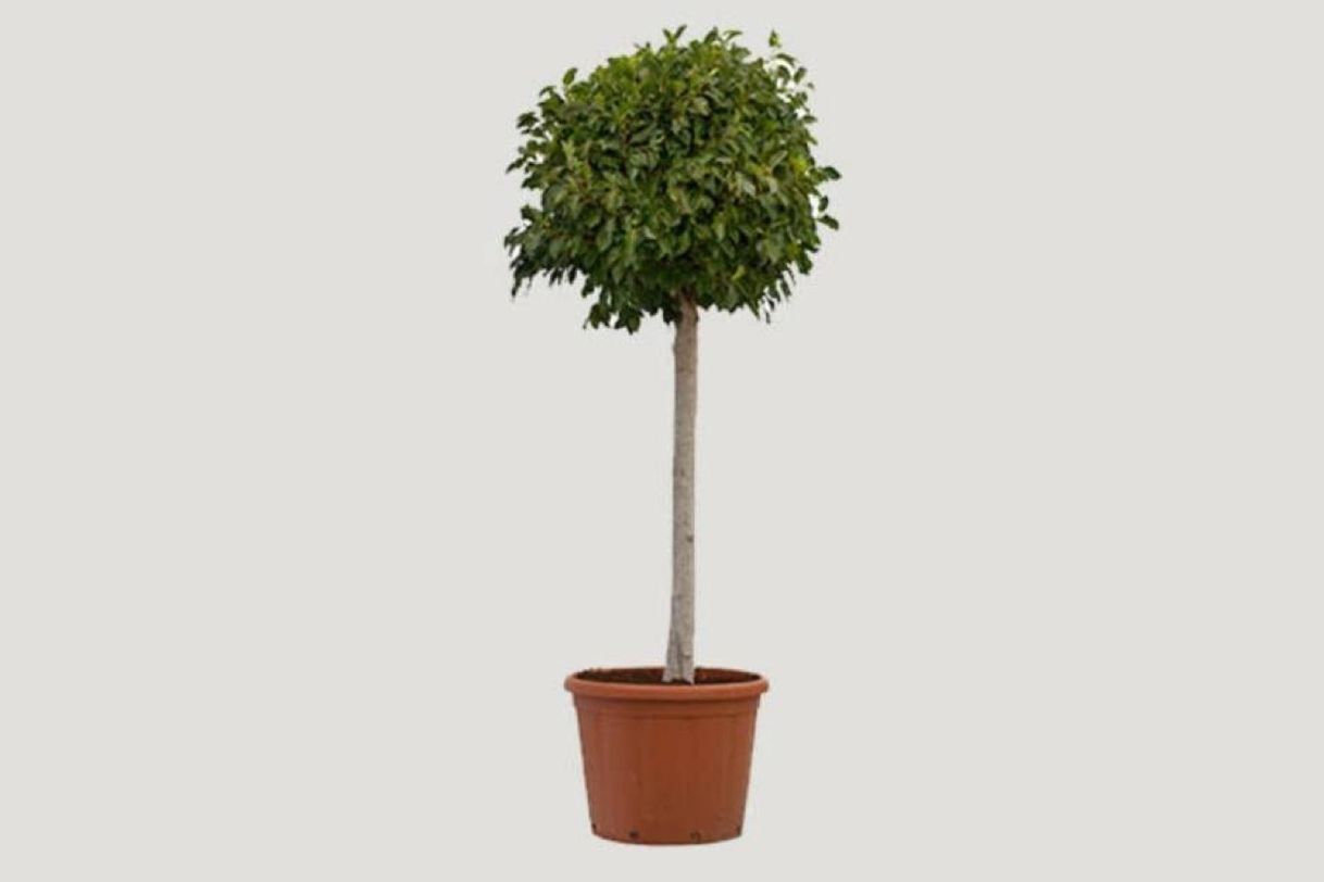 Fashion Ficus 