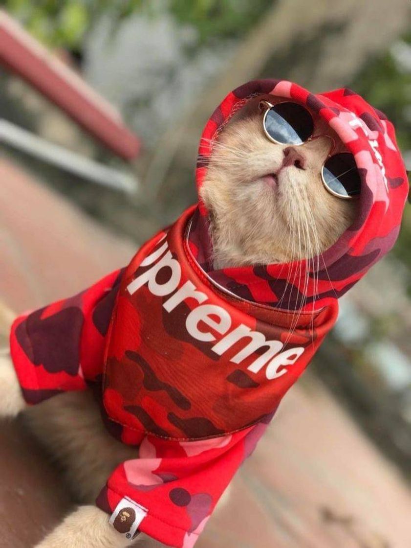 Moda Gatinho 