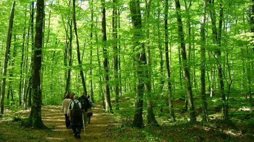 Fageda d'en Jordà