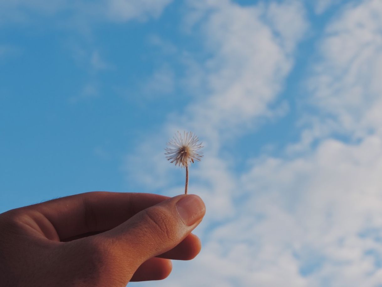 Moda Flor e céu 