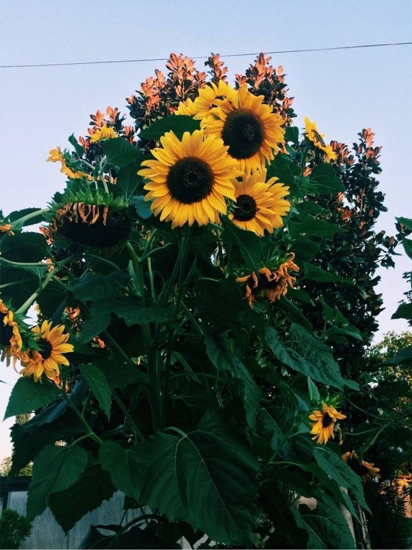 Productos Herran Flores Artificiales Amarillo Girasoles al Aire Libre Composiciones de Ramo Flores Falsas Plantas Primavera Verano Decoraciones para Balcones Cementerio Jardín Interiores