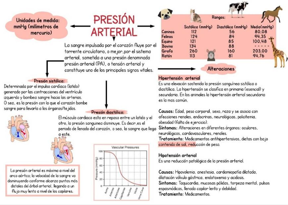 Fashion PRESIÓN ARTERIAL‼️