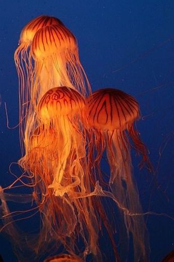 Jellyfish 🦑