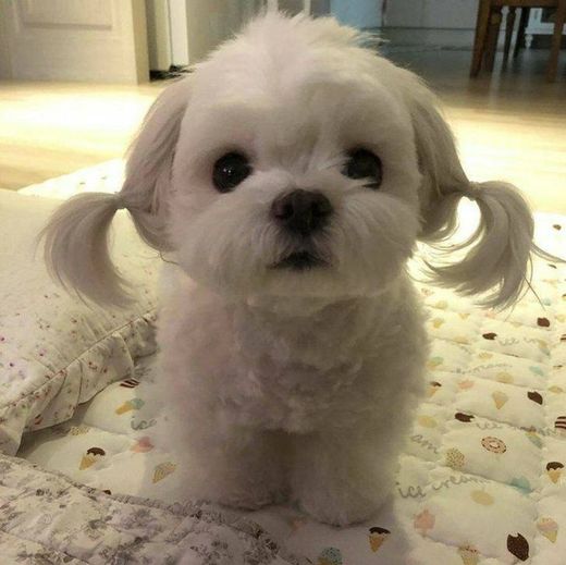 Dog + penteado 