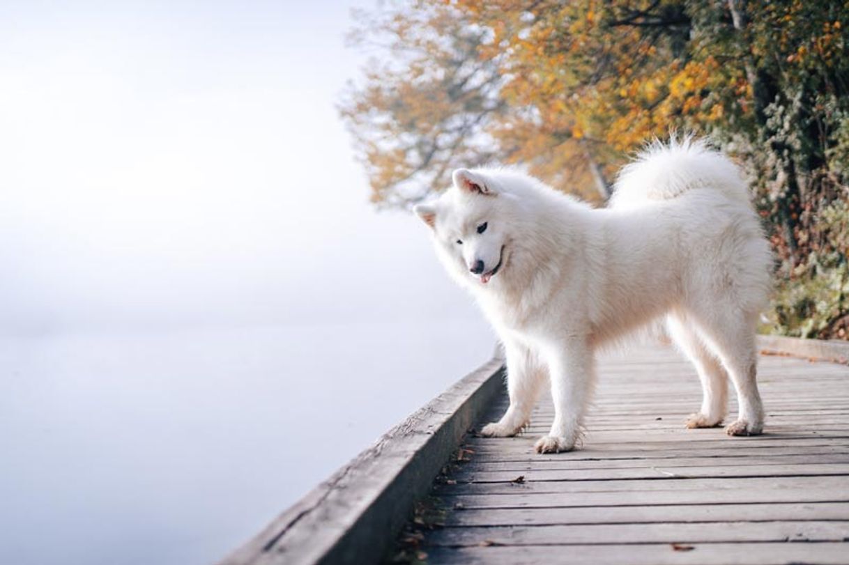 Moda Samoyedo