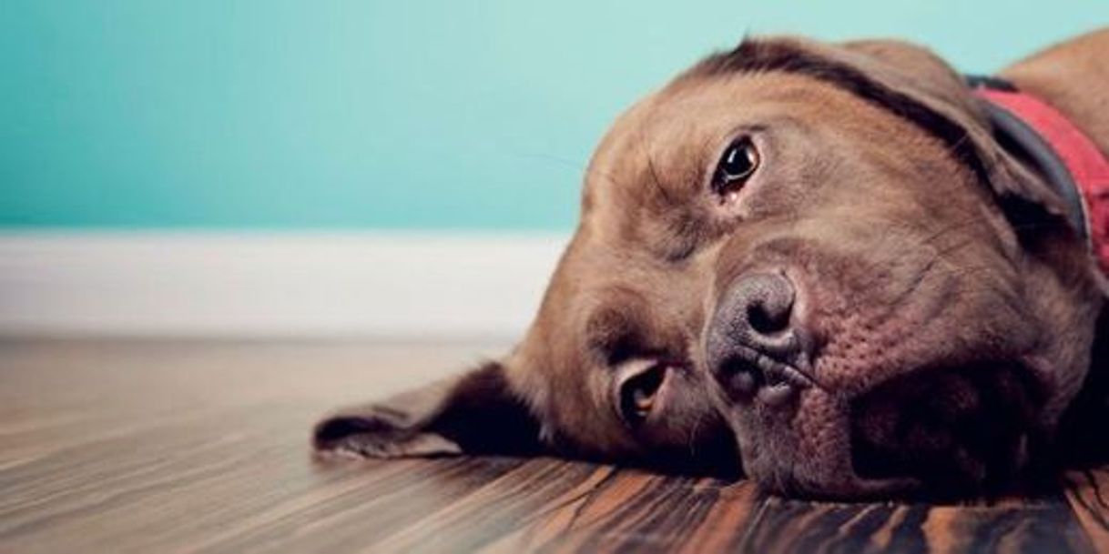 Social Conversar com animais de estimação é normal, afirma especialista ...