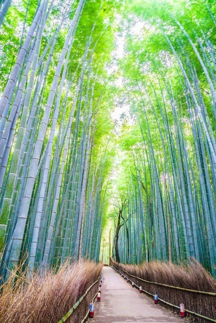 Place Hokokuji bosque bambú